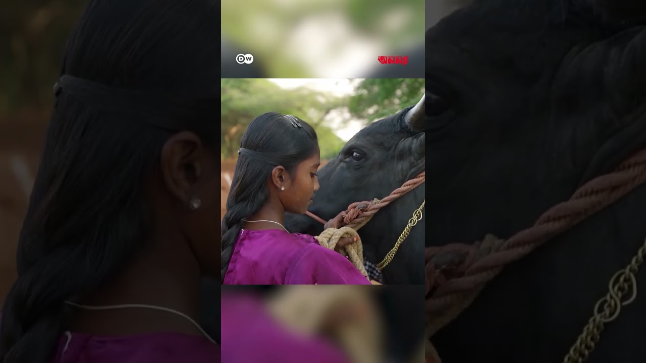 ছোট বালিকাদের যত্নেই বড় হচ্ছে লড়াকু ষাঁড় | Anannya | DW