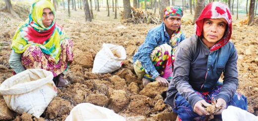 পাতা খুঁটে তারা মজুরি পান পুরুষের অর্ধেক