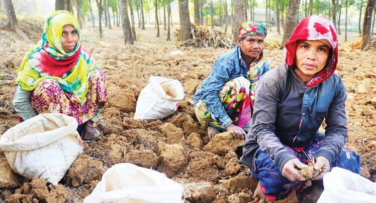 পাতা খুঁটে তারা মজুরি পান পুরুষের অর্ধেক
