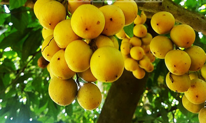 মৌসুমি ফল এর গুণাবলি 